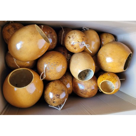 Calebasse pour berimbau. Gunga, medio ou viola